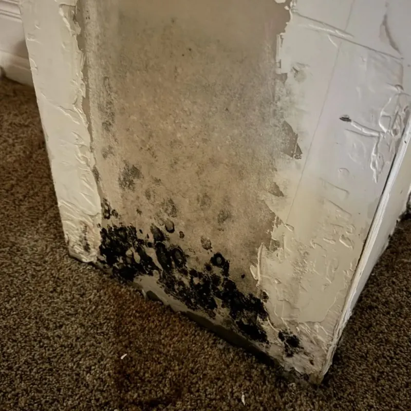 Professional Mold Removal in Lincoln County, TN